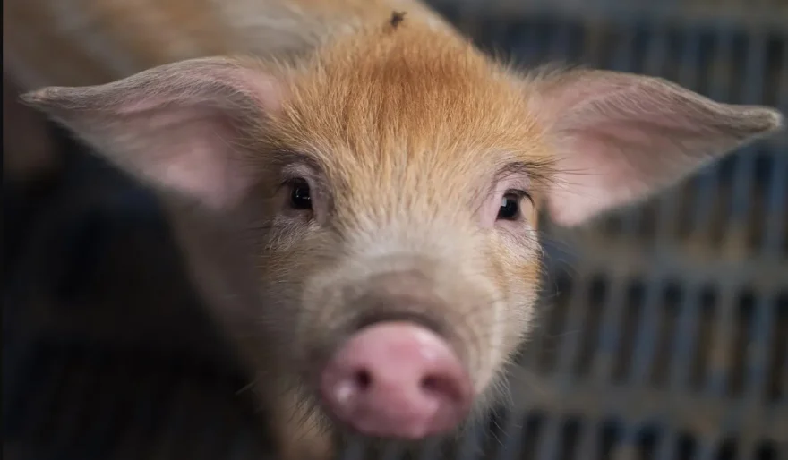 AI Learning to Read Animal Emotions—A Breakthrough in Animal Welfare