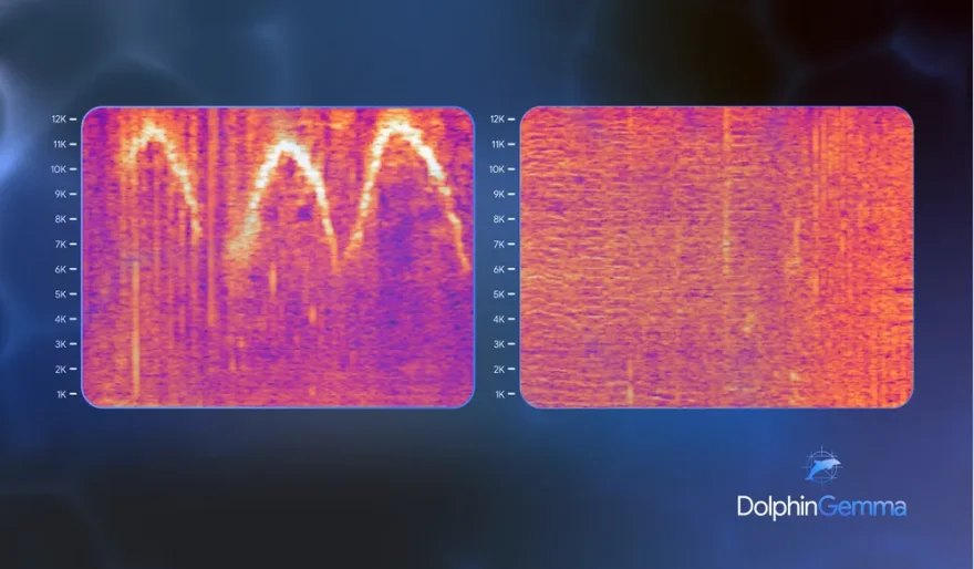 Google Just Built an AI to Talk to Dolphins. Seriously.